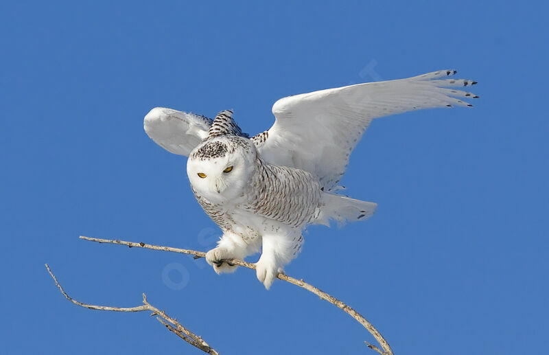 Harfang des neiges femelle