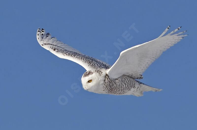 Snowy Owl female