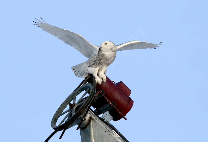 Harfang des neiges femelle