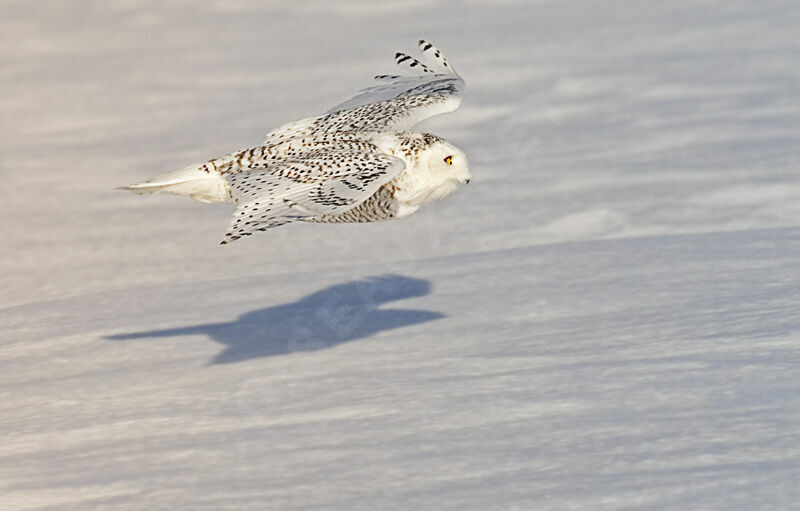 Harfang des neiges femelle