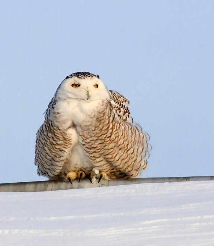 Harfang des neiges femelle