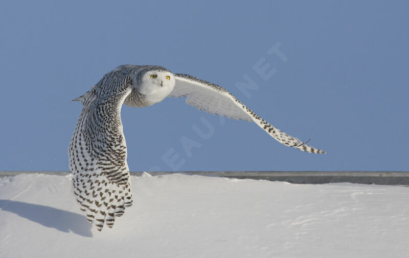 Harfang des neiges femelle, identification, Vol, Comportement