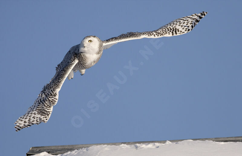 Harfang des neiges femelle, Vol