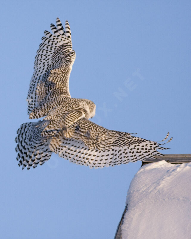 Harfang des neiges femelle, Vol