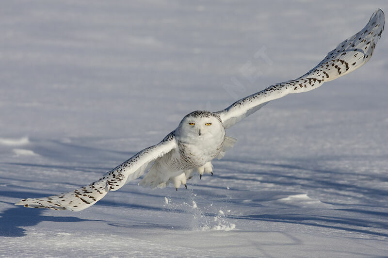 Harfang des neiges femelle, identification, Vol, Comportement