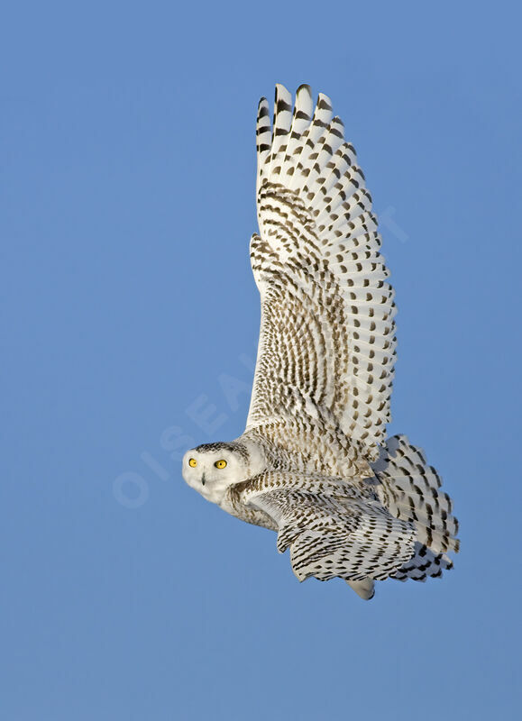 Snowy Owljuvenile, identification, Flight, Behaviour