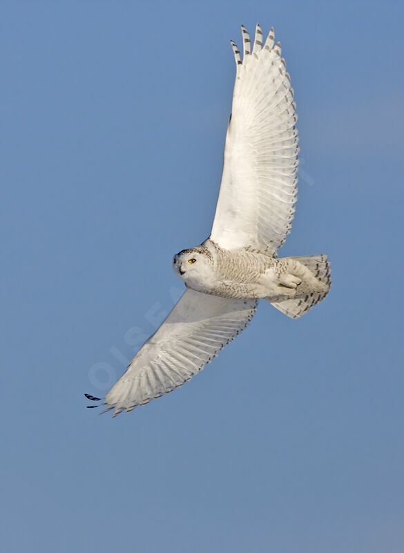 Snowy Owljuvenile, identification, Flight, Behaviour