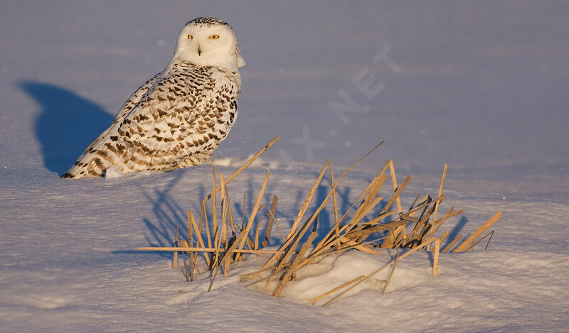 Harfang des neiges, identification, Comportement