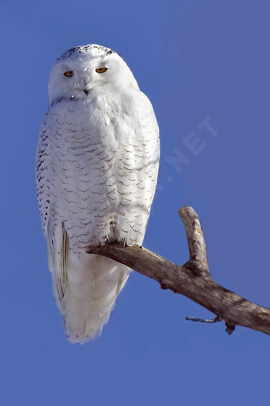 Snowy Owl