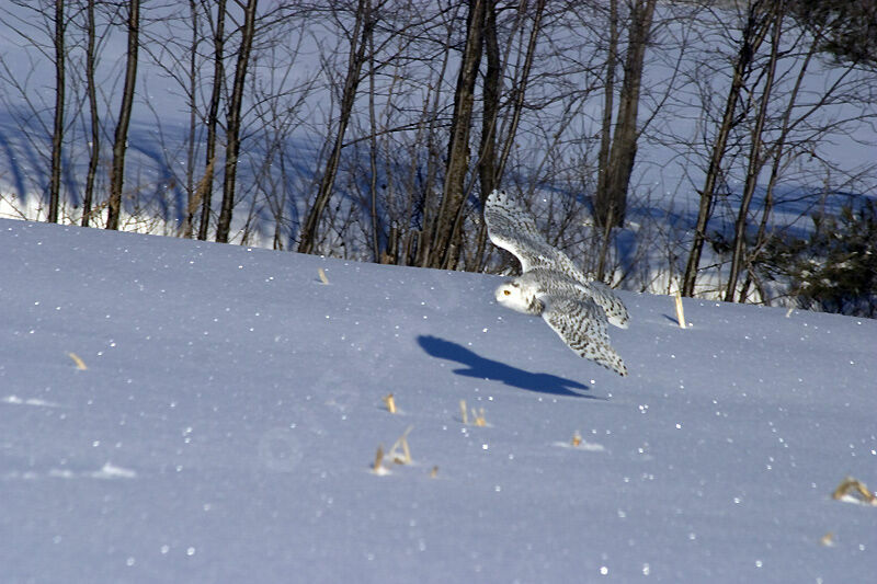 Harfang des neiges