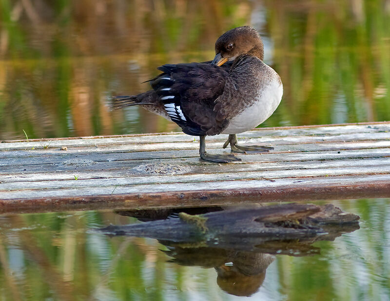 Hooded Merganserjuvenile