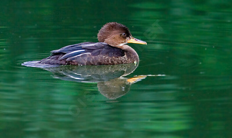 Hooded Merganserjuvenile