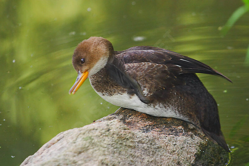 Hooded Merganserjuvenile