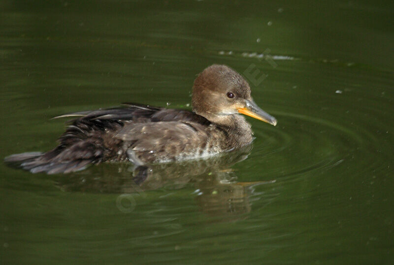 Hooded Merganserjuvenile