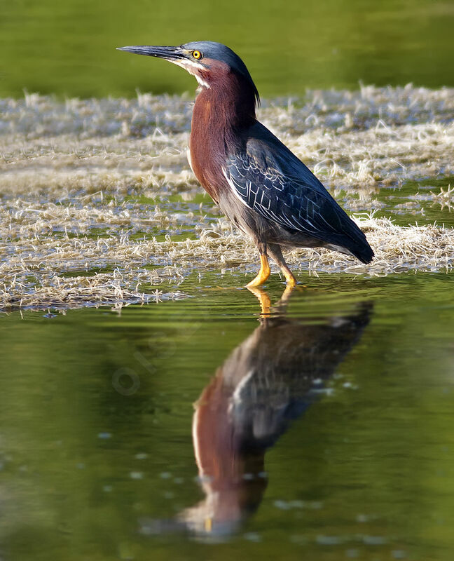 Héron vertadulte, identification, Comportement