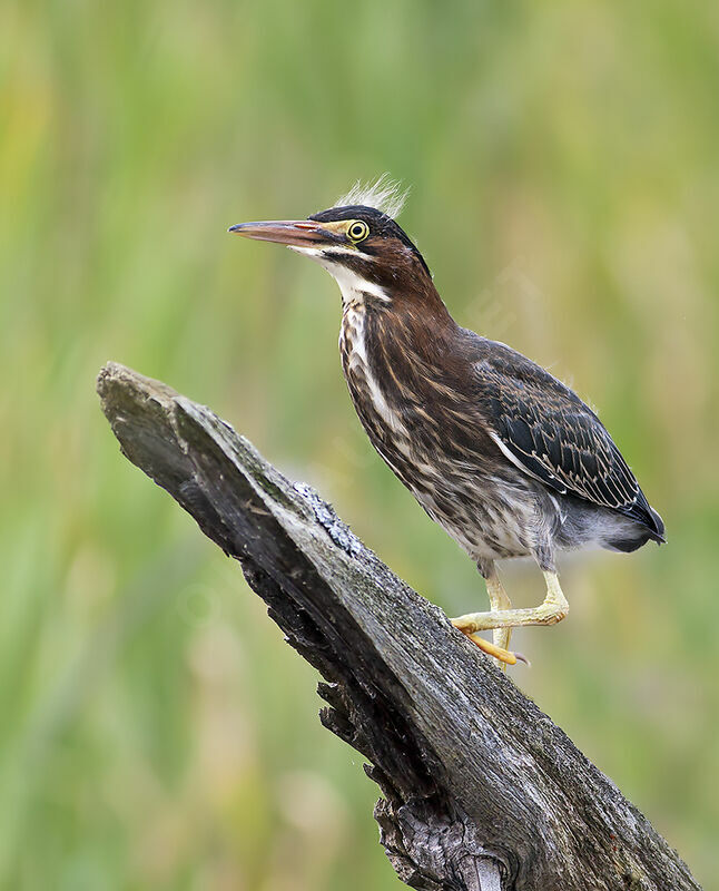 Héron vertjuvénile, identification, Comportement