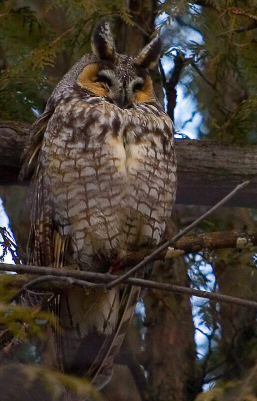 Long-eared Owl