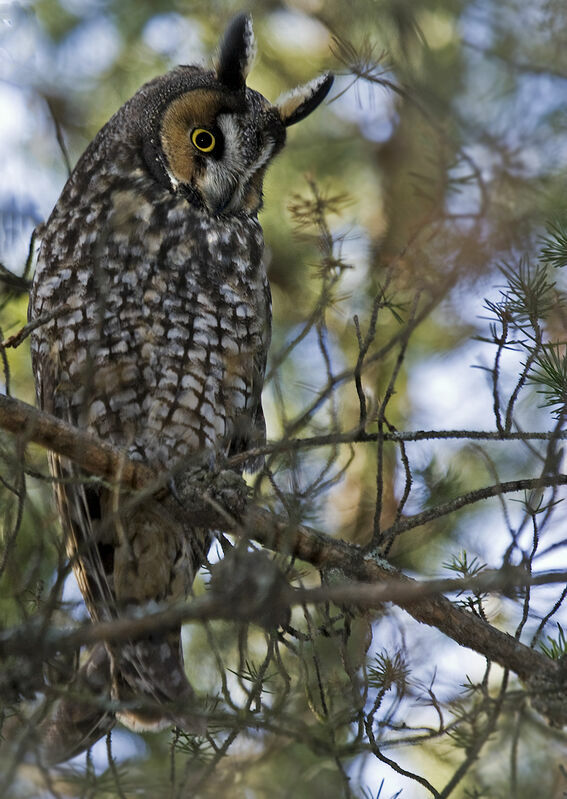 Hibou moyen-duc, identification, Comportement