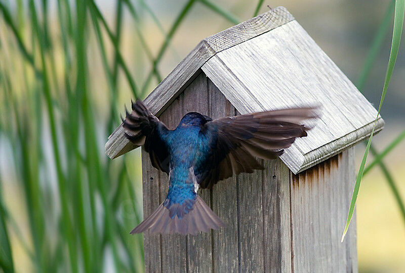 Hirondelle bicolore femelle adulte