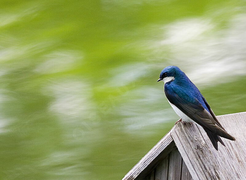 Tree Swallow