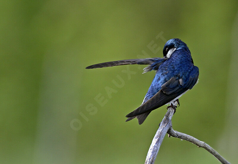 Hirondelle bicolore