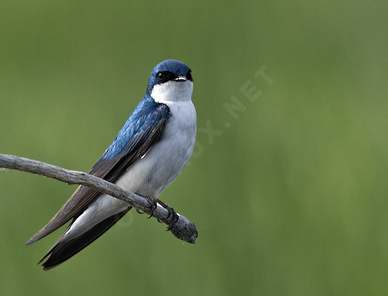 Hirondelle bicoloreadulte