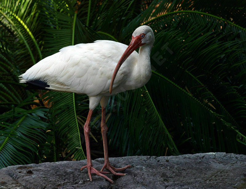 Ibis blanc