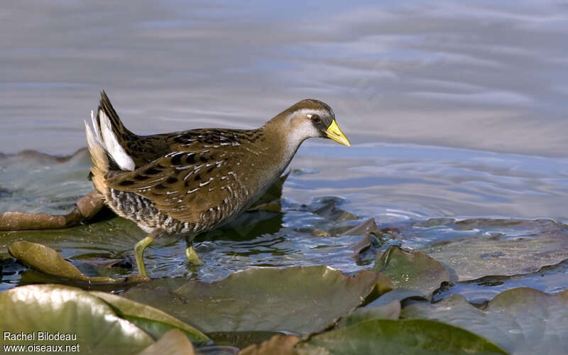 Sora female adult breeding, identification