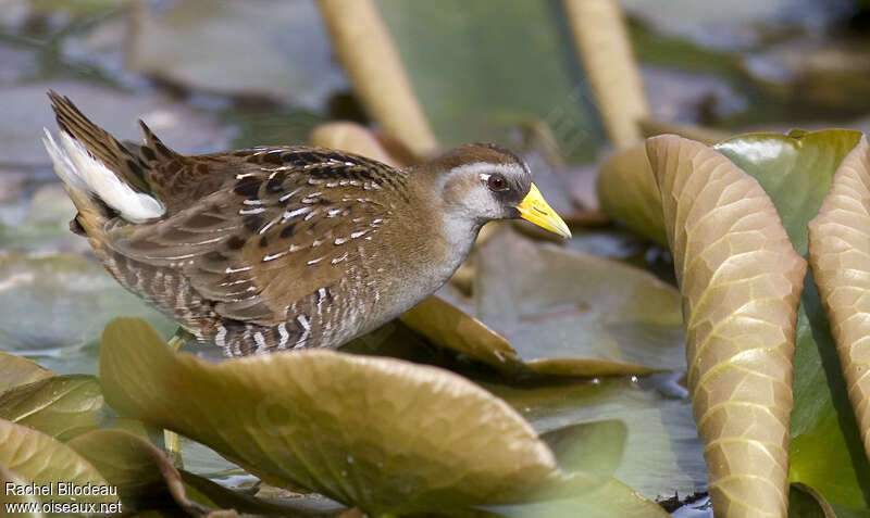 Sora female adult breeding, identification