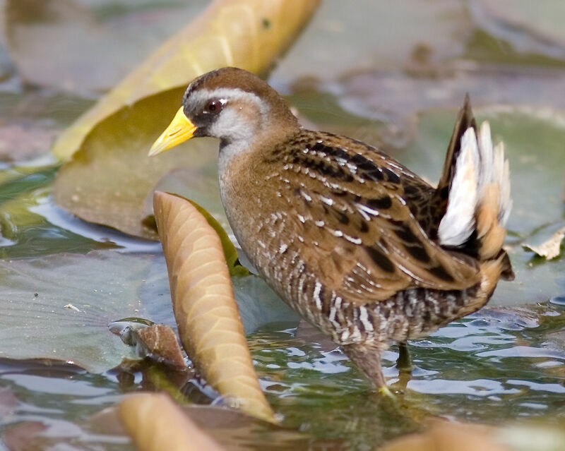 Soraadult breeding, identification