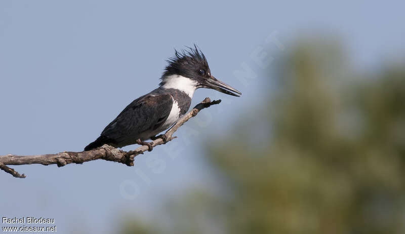 Martin-pêcheur d'Amérique mâle adulte, identification