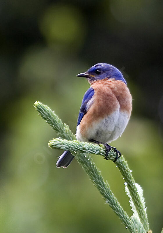 Eastern Bluebird male