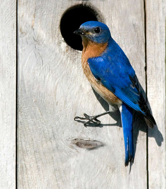 Eastern Bluebird male