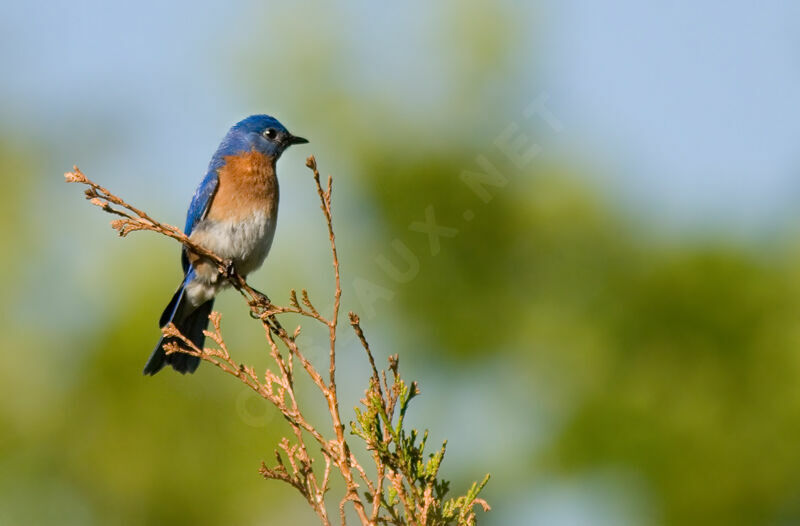 Eastern Bluebird male