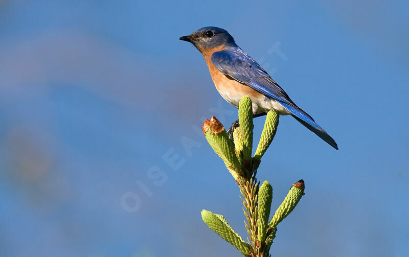 Eastern Bluebird male