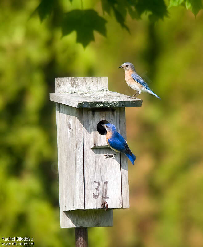 Eastern Bluebirdadult breeding, Reproduction-nesting