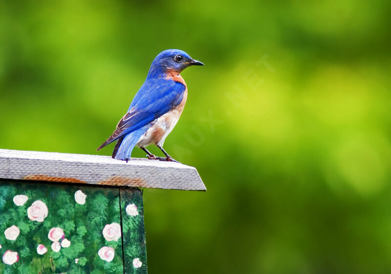 Eastern Bluebird