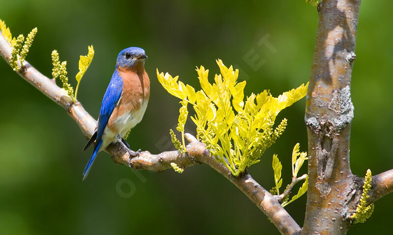 Eastern Bluebird male adult, identification