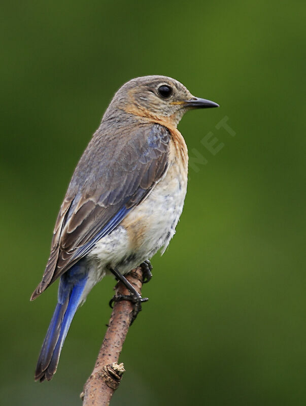 Eastern Bluebird female