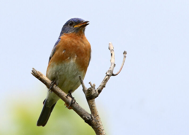 Eastern Bluebird male