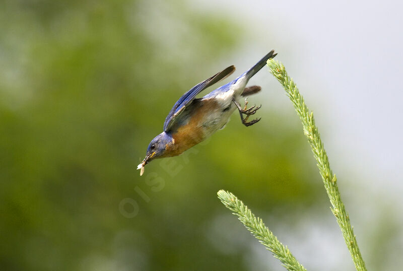 Eastern Bluebird