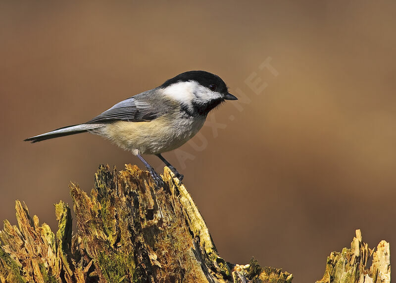 Mésange à tête noire, identification