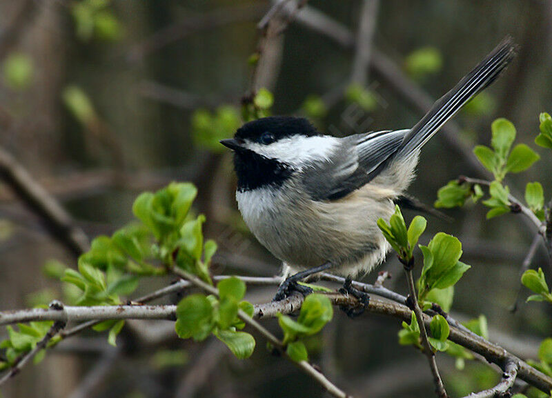 Black-capped Chickadee