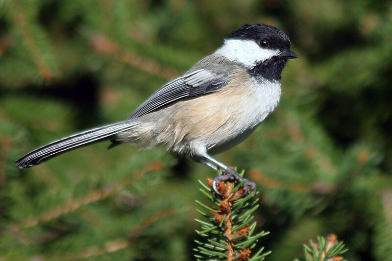 Mésange à tête noire