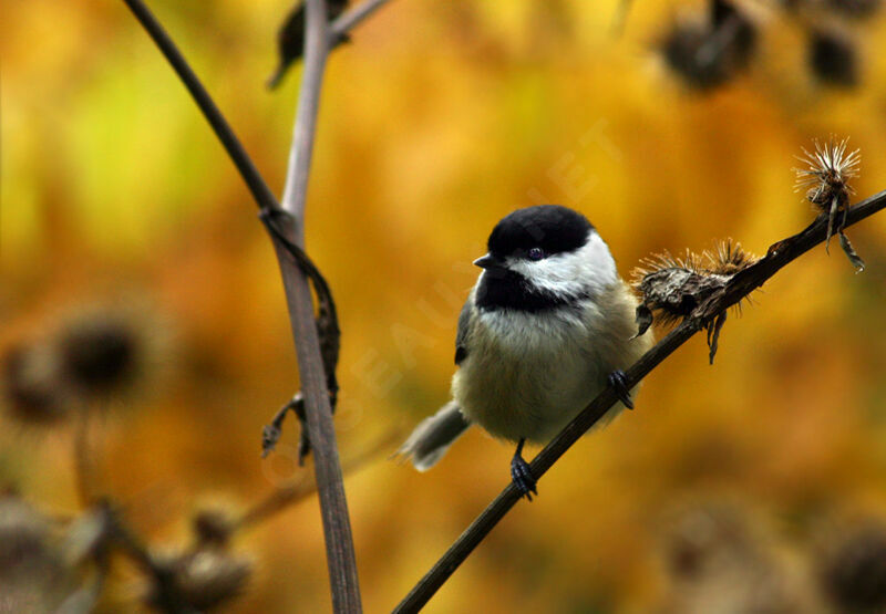 Mésange à tête noire