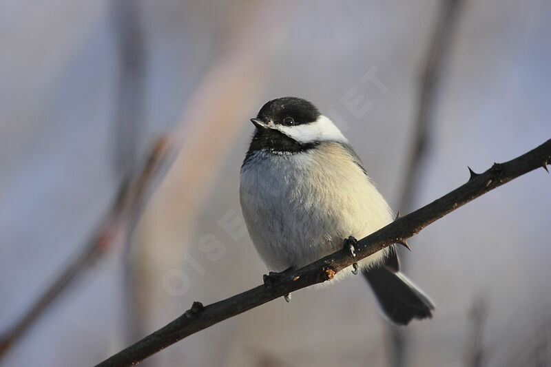 Mésange à tête noire