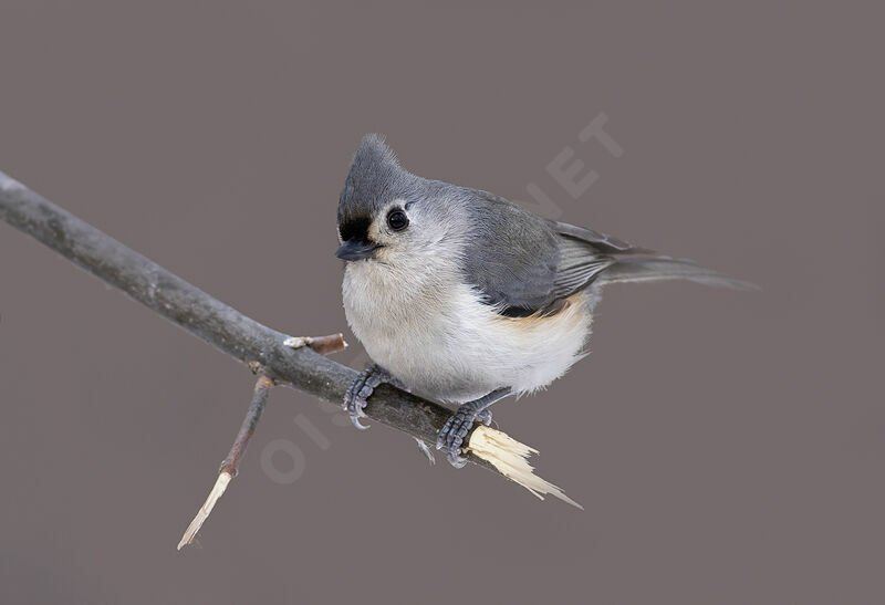 Tufted Titmouse, identification