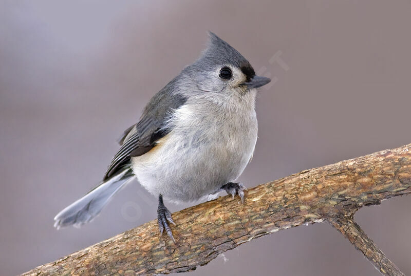 Tufted Titmouse, identification