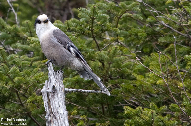 Mésangeai du Canadaadulte, habitat