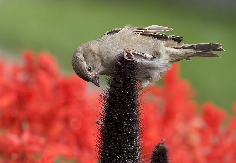 Moineau domestique femelle